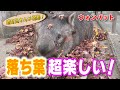 動くぬいぐるみ！ウォンバット 飼育員さんが集めた落ち葉に突っ込む！