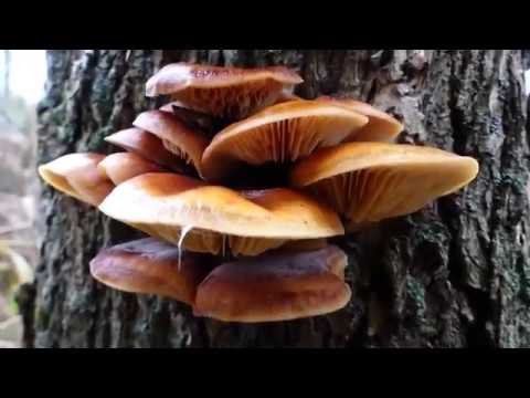 Velvet Shank Mushroom