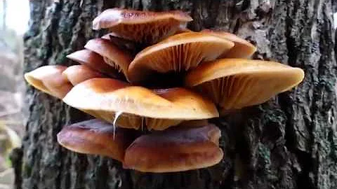 Velvet Shank Mushroom Identification