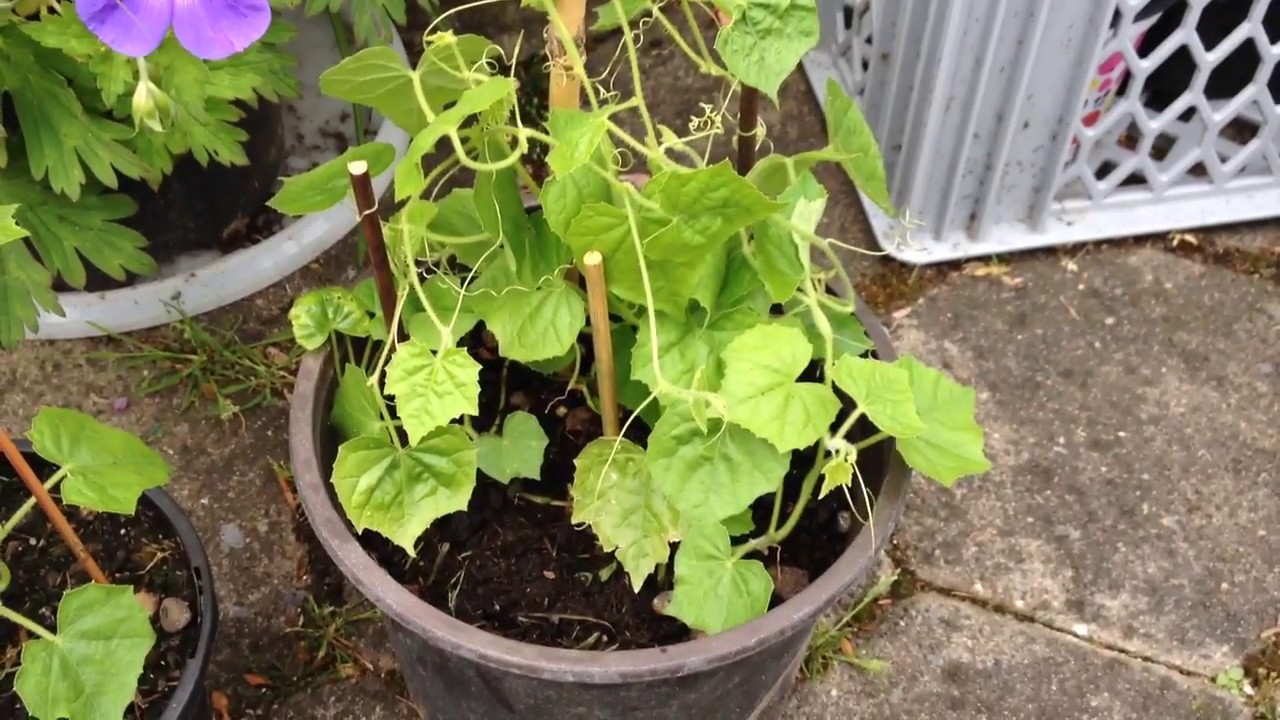 Mexikanische Minigurke/ Melothria / aus Samen / Update nach ca. 2 ...