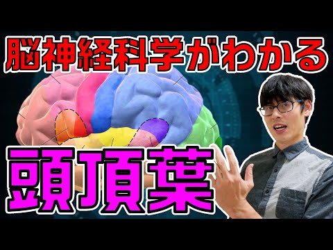 【臨床現場で役立つ脳神経科学】頭頂葉の機能＆機能不全に関する知識をシンプルにまとめて解説します！