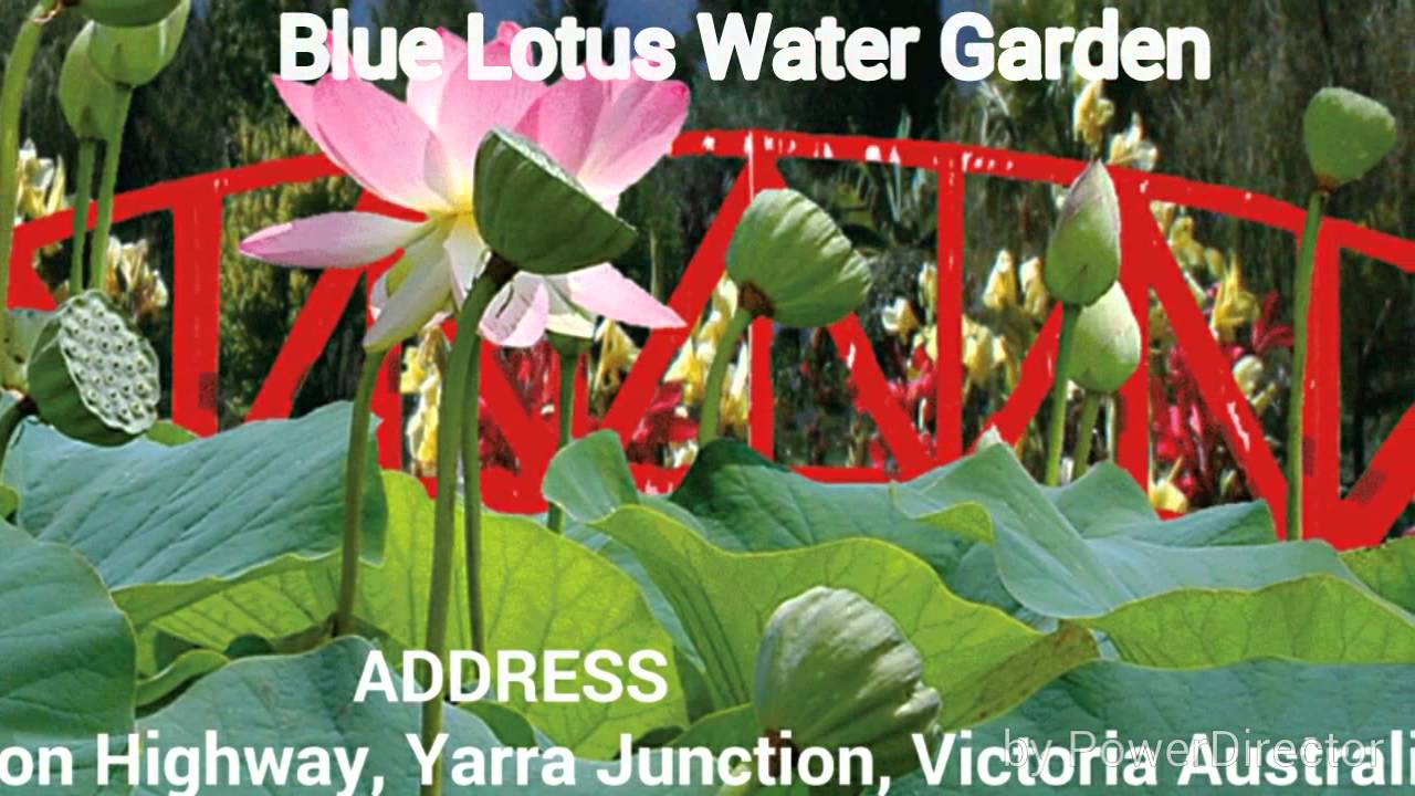 Photographer with Model at Blue Lotus Water Garden with Nikon D7100