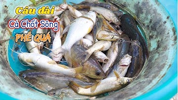 Câu đài tự nhiên | Câu cá chốt sông lôi phao cực gắt cảm giác giật cá phê chưa từng có