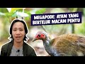 Megapode: Ayam yang Bertelur Macam Penyu