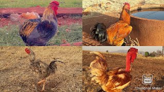 Mostrando Todos Os Meus Galos Caipiras Reprodutores - Mais Frangas Iniciaram Postura