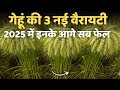 Top 3 New Varieties Of Wheat New Varieties Of Wheat 2025 Wheat Farming New Varieties Of Wheat Top 3 New Varieties Of Wheat New Varieties Of Wheat 2025 Wheat Farming New Varieties Of Wheat