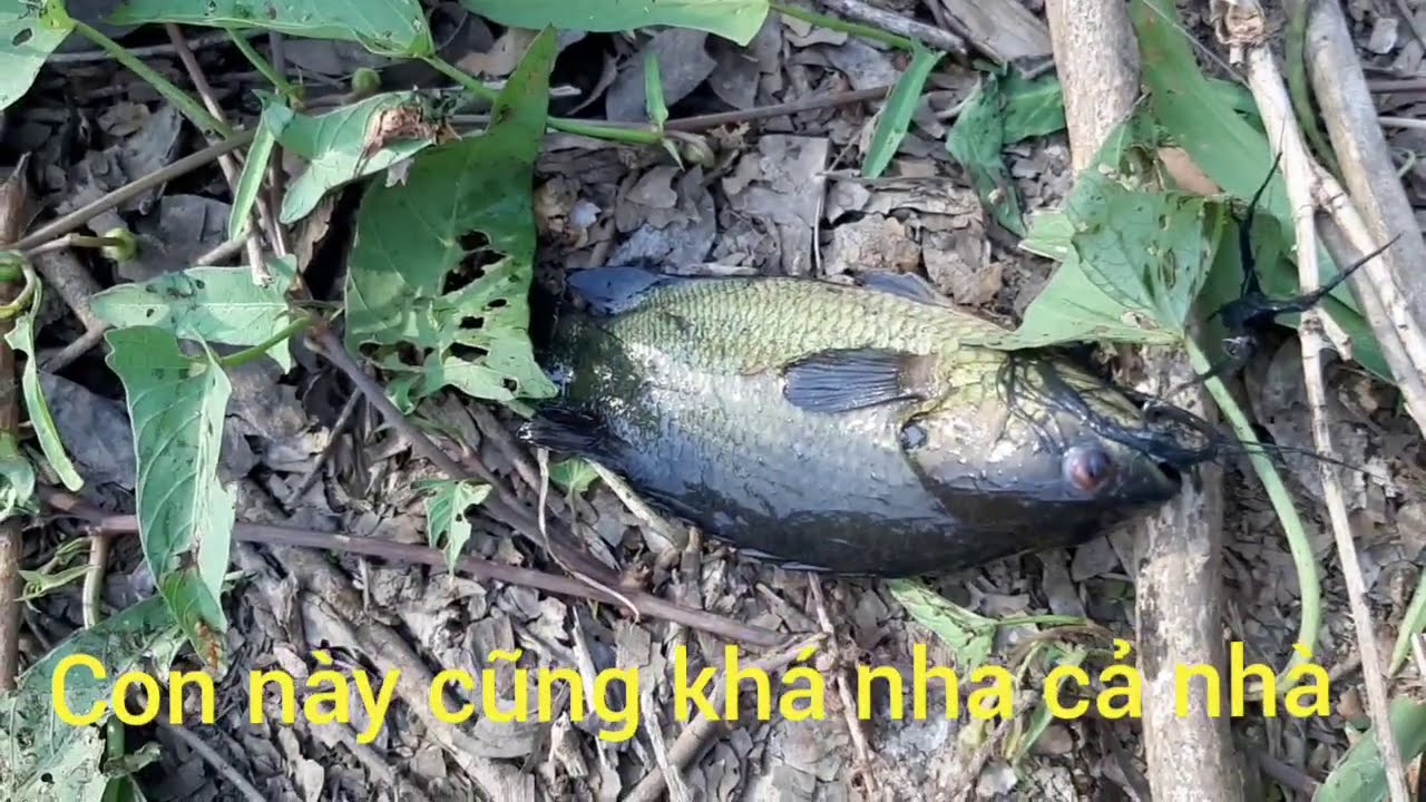 CÂU RÔ ĐỒNG. Mộc Hóa.GL .HÓC MÔN.TRẢNG BÀNG. CỦ CHI.@tranchungnhaclinh @tranchungcuchi