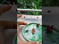 কি জানি কেমন হলো  জিনিসটা। #shortfeed #shortvideo #chitrakotha #louts #lotuspond #diy #viralart