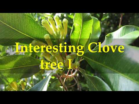 Wideo: Problemy z drzewem goździkowym: rozpoznawanie typowych problemów związanych z uprawą goździków