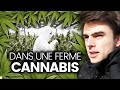 Immersion dans une ferme de cannabis reportage