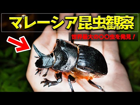 Miracle] We discovered the world's biggest, most gigantic insect