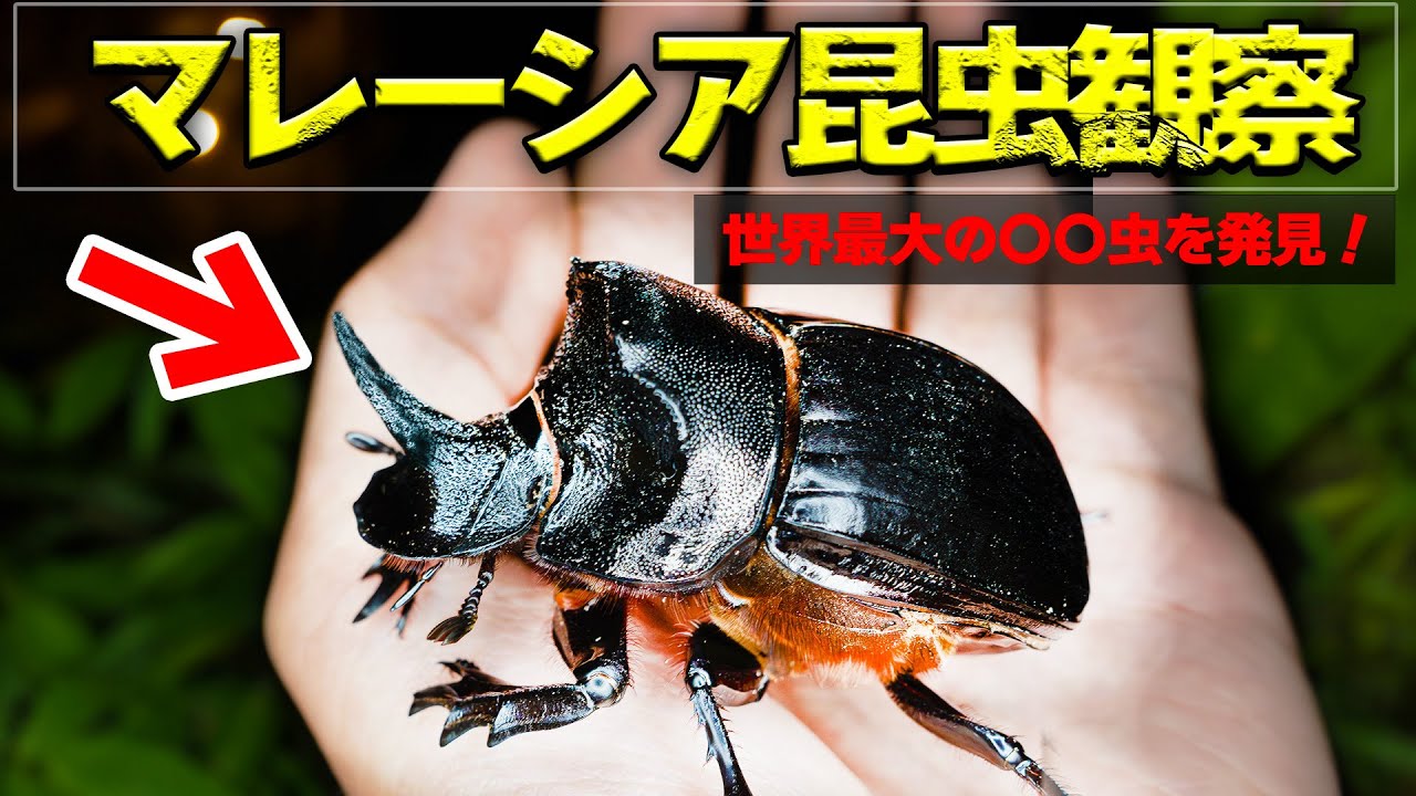 Cameroon Goliathus goliathus 79mm M <1110z昆虫標本・カブトムシ他