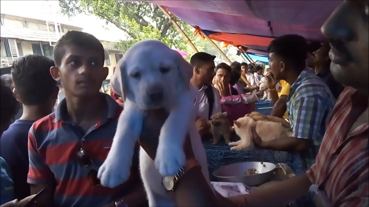 labrador retriever puppy for sale Punch Faced Labrador Retriever Puppy At Galiff Street l Puppy Price 12500