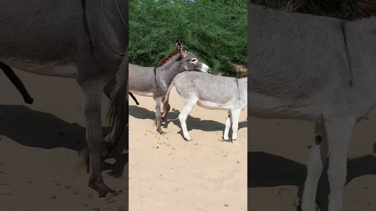  Donkeys Jungle Youtuber