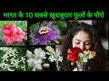 सबसे खुशबूदार फूलों के पौधे घर में उगाने का तरीका | 10 Most Scented Flower Plants To Grow At Home