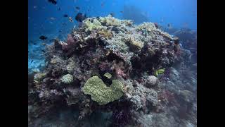 Raja Ampat - Mioskon