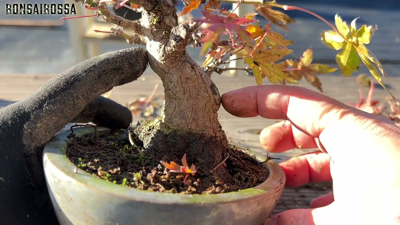 BONSAIページ Introduction to Bonsai: The Complete Illustrated Guide for