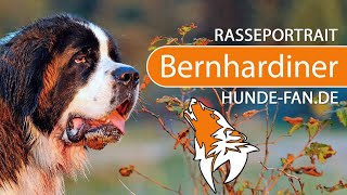 ► Bernhardiner [2018] Rasse, Aussehen & Charakter