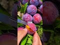 Eat These 5 Foods to Clean Your Colon Naturally 🌿 | Gut Health Tips #Shorts #health #wellness
