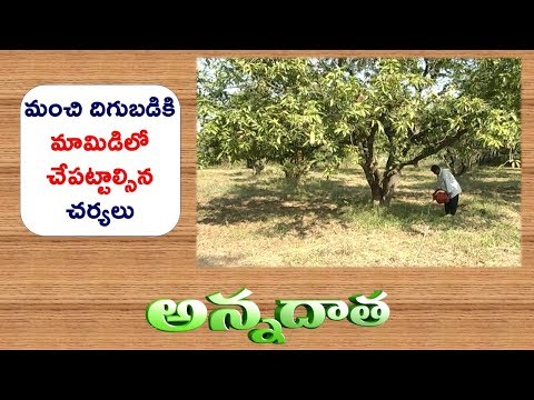 Mango Garden Management | in September Month Cultar | ETV Annadata