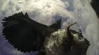Elite Falconry - Underwater Footage