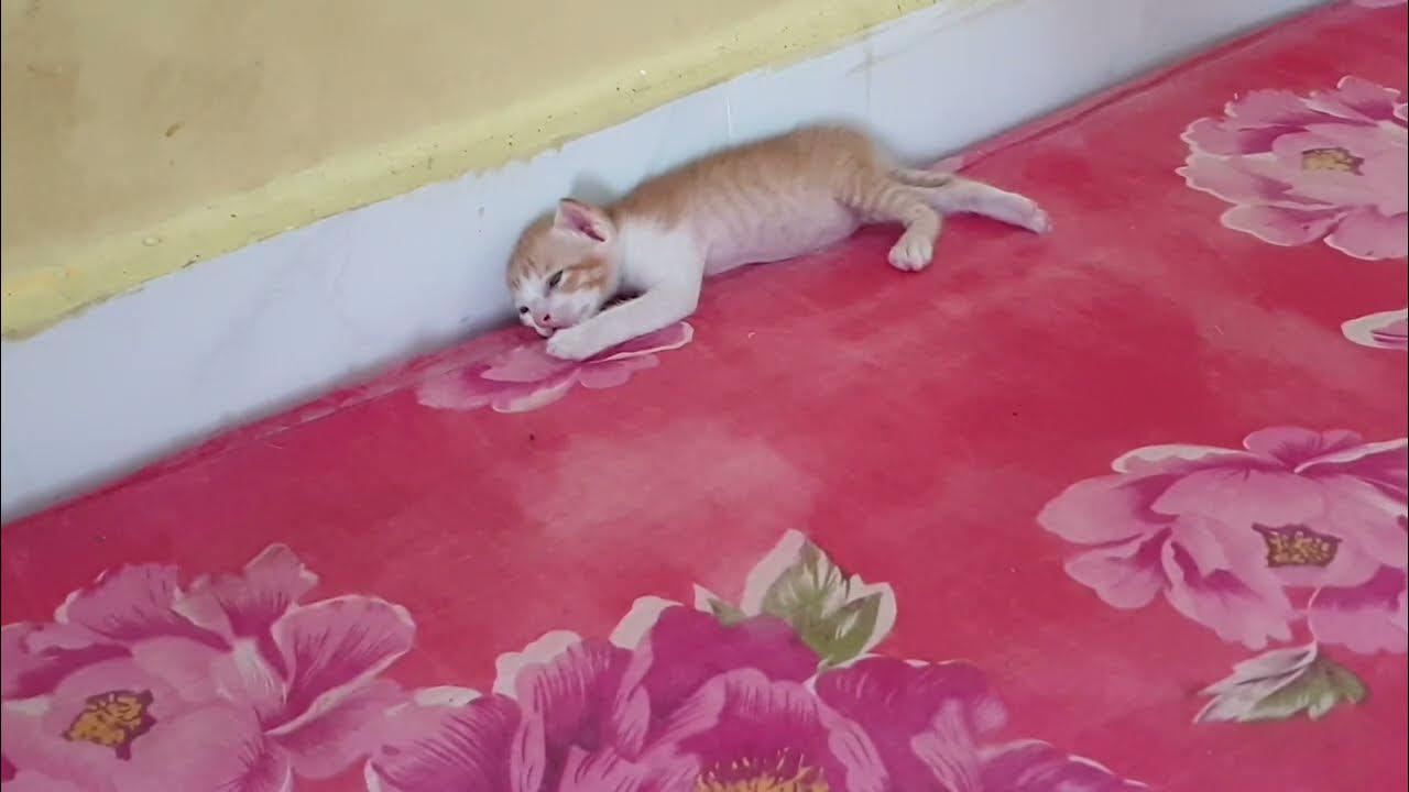 Tiny Kitten Pudding is crying, Beautiful kittens kittens Ep15 YouTube