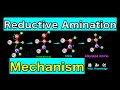 Reductive Amination (Reaction Mechanism)