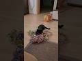 Wenn der Kater spielt, bis er einschläft #catenrichment #katzenspiele #catgames #luftschlangen