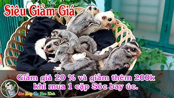 Siêu Sale Giảm Giá 20% Và Còn Giảm Thêm 200k Khi Mua 1 Cặp Sóc bay Úc