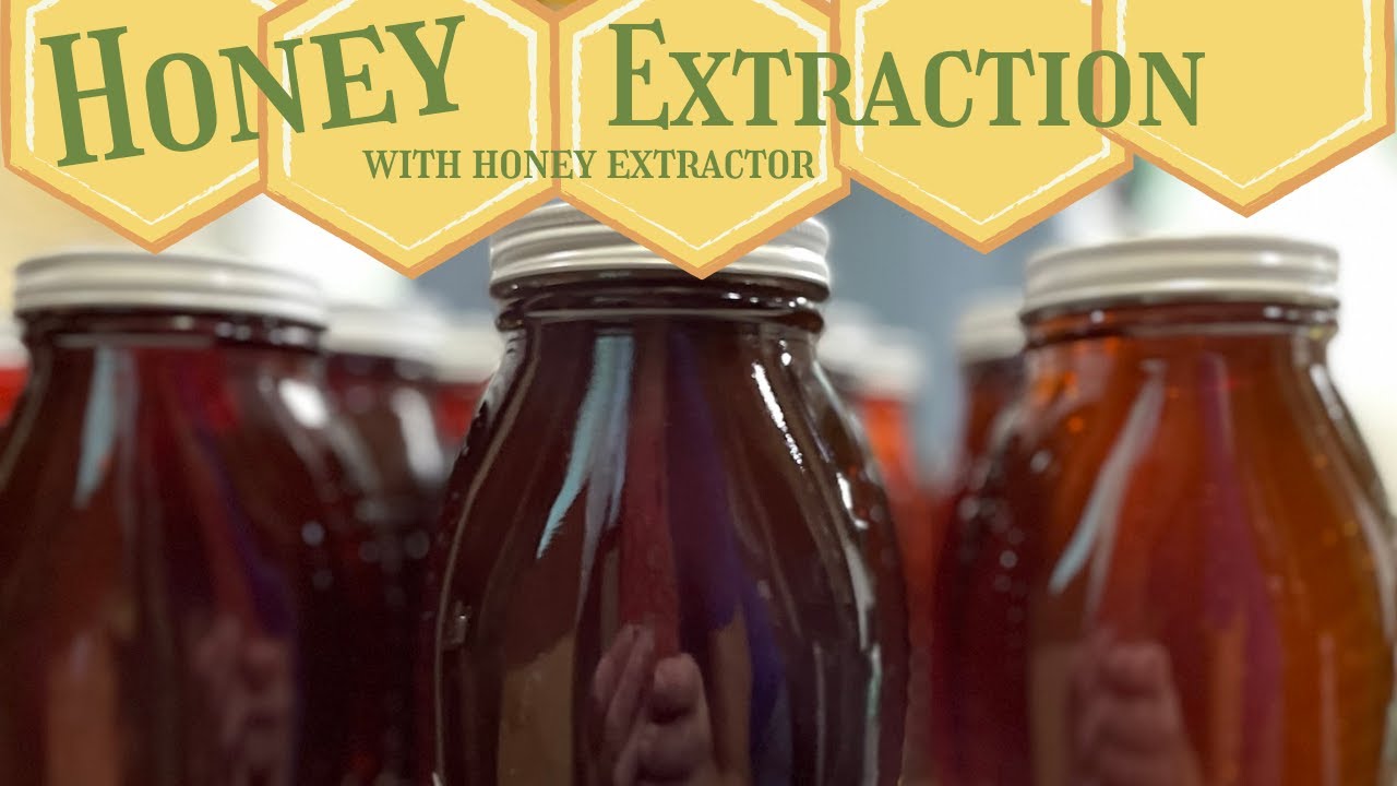 Honey Extraction Breaking in the Honey Extractor YouTube