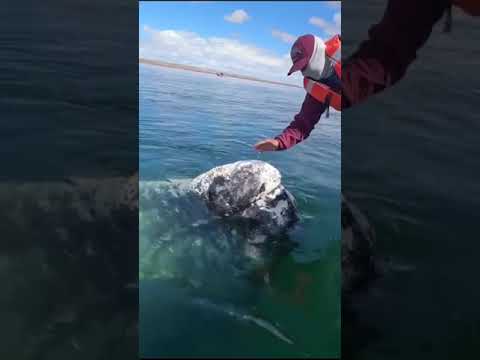 Boat Captain Made Friends With This Whale