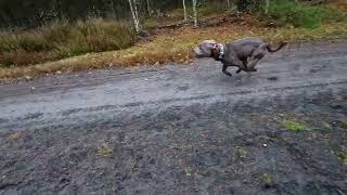 Staffordshire Bull Terrier - Running By The Bike Speed Training
