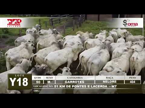 LOTE Y18