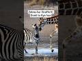 Zebra Aur Giraffe Ki Dosti🦒#viral #trending #animals #zebra #giraffe #shorts #shortvideo #youtube