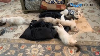 Ragdoll Breeder Visit in Kansas City, Missouri: Bluedreamer Ragdolls