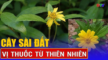 Cây sài đất – Vị thuốc từ thiên nhiên | Vị thuốc quanh ta 10-6-2025 | Điện Biên TV