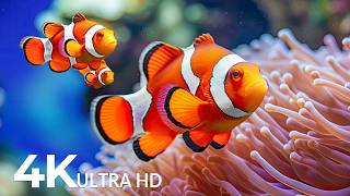 The Best 4K Aquarium - Underwater Views with Peaceful Music for Relaxation #94