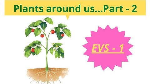 Plants around us Part - 2 | EVS for kids|#education @qualityeducation6871