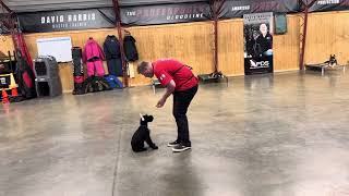 Elite Super Giant Schnauzer Puppy “Motley” 12 Wks Progress Report @ProtectionDogSales Sweet Brave