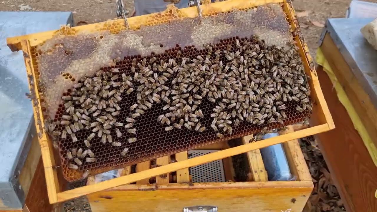 Kışın #Kovan Kayıplarının ve Yavru Çürüğünün Sebepleri