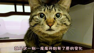 地库流浪猫第2季65第178天找到库库掉色原因了虽然但是…库库在我手上吃东西了…耶…开心