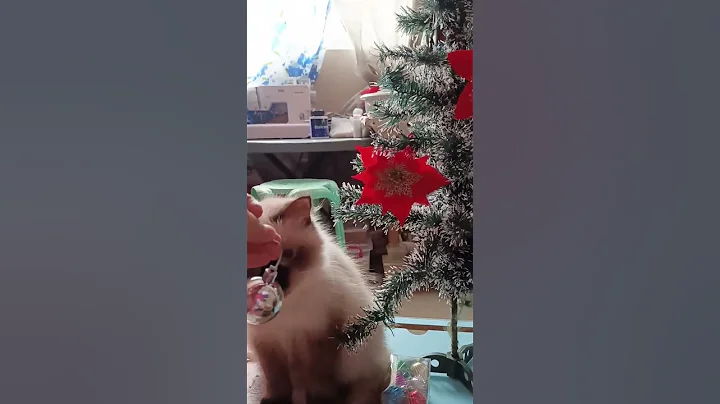 Watch the video about Merry Christmas! done decorating my little Xmas tree☺️💕 #himalayancat #persian #catlover #cat