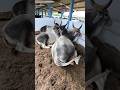 GADO GUZERÁ NA EXPOSIÇÃO DE ANIMAIS DE CAMPINA GRANDE-PB 2026#shorts