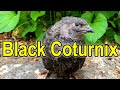 All about the black coturnix