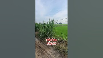 Bán 1công mốt đất vuông đường ôtô ở mộc hóa,long an...Sđt 0979920397