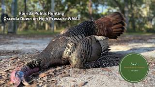 Florida Public Land Osceola | Turkey Hunting Florida's Busiest WMAs WITH SUCCESS