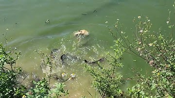 Cá trê ăn thịt vịt (Catfish eat duck)