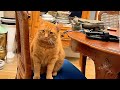 "самвел  Томас🐈 укусил за губу!!До кровИ!!Надо будет завтра  к врачу 😪