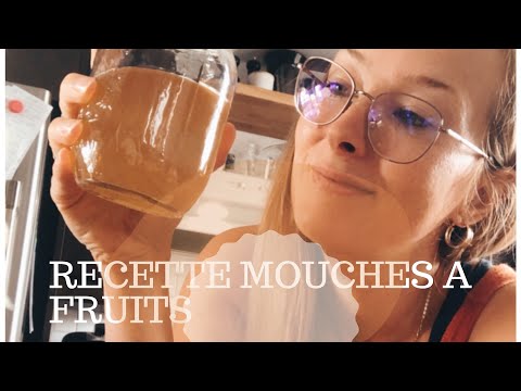 Comment se débarrasser des mouches à fruits