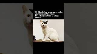 Cat-Olf Citler Funny Cat